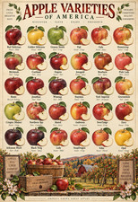 Apple Varieties of America Vintage Botanical Fruit Identification Poster 13x19 picture