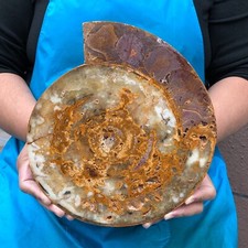 5LB TOP Natural Beautiful Windmill Slicing Conch Crystal specimen heals 2288 picture