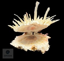 Spondylus americanus – 109.3 mm – Thorny Oyster – TSC #0822SPO-TSC picture