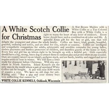 White Collie Kennels Oshkosh WI Christmas 1913 Magazine Advertisement AE7-N7 picture