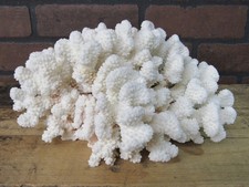 Natural Genuine BROWNSTEM Coral Aquarium Decor Beach Wedding 11 