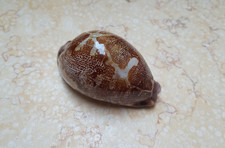 F Cypraea rosea mappa singularis GEM great pattern natural glossy 70.2 mm F++++ picture