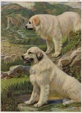 Great Pyrenees 