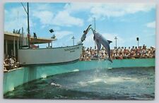 Miami Florida Spectacular Double Jump Seaquarium Dolphins 1950s Vintage Postcard picture