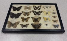 1970’s Framed Real Butterfly Specimen Mount  Riker Display picture