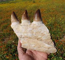 Authentic Mosasaur Jaw Fossil from Morocco Rare Marine Reptile Fossilized Jawbon picture
