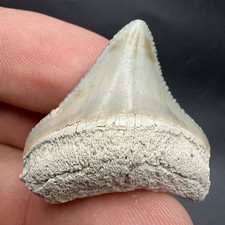 Rare Posterior Megalodon Shark Tooth Bone Valley Florida 1.25” picture