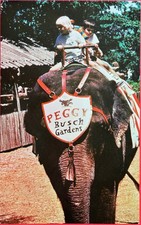 PEGGY the ELEPHANT.  BUSCH Gardens, Tampa, FL. Dark Continent. vtg 5x8. Postcard picture