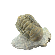 Fossil Trilobite Crotalocephalina gibbis (EA9785) Devonian. Atchan. Morocco picture