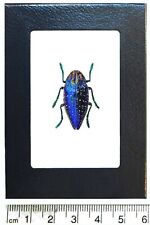 Polybothris gemma blue jewel beetle buprestid Madagascar framed picture