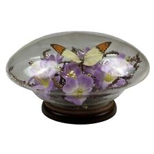 Vintage Real Butterfly Glass Dome Hebomoia glaucippe, the great orange-tip picture