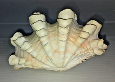 Tridacna Squamosa Fluted Clam Shell Sea Shell picture