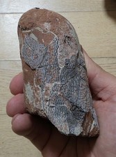 Dinosaur Egg Elongatoolithus (Banji long) Oviraptor China Fossil near complete picture
