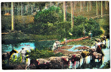 VINTAGE POSTCARD 