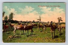 Van Wert OH-Ohio, Marsh Deer Park, Antique, Vintage c1912 Souvenir Postcard picture