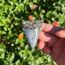 GREAT WHITE SHARK TOOTH 2.5 INCHES REAL FOSSIL -  picture