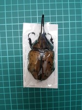 ENORMOUS SIZE Dynastinae : Dynastes Maya , 95mm Male, Beautiful  picture