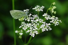 Photo 6x4 West Wood Butterfly Boyton End/TL6232 I thought at first this  c2009 picture