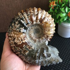 846g NATURAL Polished 