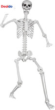 5.9Ft/180Cm Posable Halloween Skeleton, Life Size Skeleton Bones with Movable Jo picture
