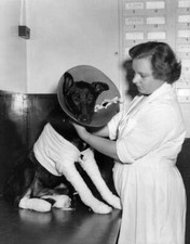 Pat Ormand PDSA treats Peggy Alsatian dog who was injured after- 1955 Old Photo picture