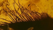 Special price very rare unidentified object inclusion amber picture
