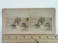 Mount Shasta Stereoview B.W. Kilburn California 1895 Man Donkey Wagon picture