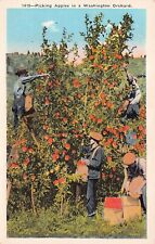 Spokane WA Washington Apple Orchard Farm Picking Vtg Postcard C64 picture