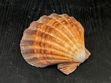 Orange Lion's Paw Scallop Seashell Pecten Subnodosus (1 shell approx. 5+ inches) picture