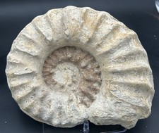 Mortoniceras (drakeoceras) Maximum, HUGE 11” Cretaceous Texas Fossil Ammonite picture