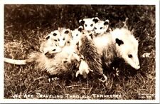 RPPC Postcard Mother Opossum Carries Babies Clinging to Her Fur Tennessee   7563 picture