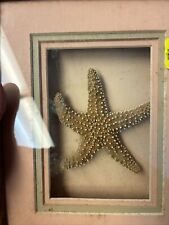 Vintage Mid Century Starfish Sculptural Framed Art Williamsburg Pottery picture