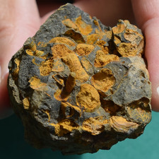Hyolith cluster from Bolivia devonian - hyolith fossil picture