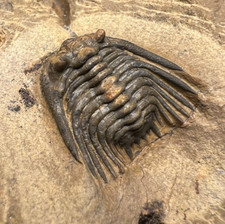 Leonaspis sp. Trilobite Fossil – Well Preserved ✅ picture