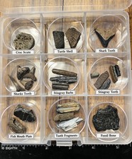 Beginner Ancient Fossil Set 9+ Real specimens + Magnifying Glass And Stickers picture