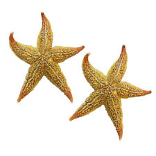 2Pcs Dried Starfish Sea Star Beach Craft Wedding Party Home Decoration 69 picture