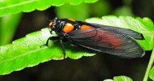Red blooded Cicada from Vietnam wet specimen US SELLER picture