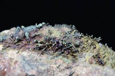 585g 150mm Iridescent Chalcocite on matrix from China CMM562338 picture