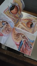 Vintage Human Eye And Ear Anatomy Chart picture