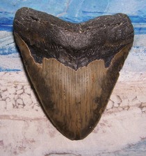 MEGALODON Shark Tooth 5 1/16 sharks teeth HUGE jaw fossil REAL megladon SERRATED picture