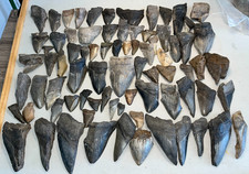 Megalodon Shark Teeth 