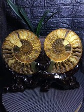 6.13LB A pair of Natural ammonite fossil conch Crystal specimen healing+stand picture