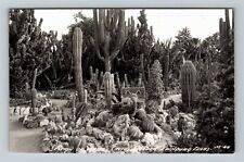 RPPC Edinburg TX-Texas, Section Cactus Garden, c1947 Vintage Postcard picture