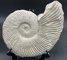 Gorgeous 10.5” Dino-Aged Texas Fossil Ammonite, Oxytropidoceras sp Mustang Crk picture