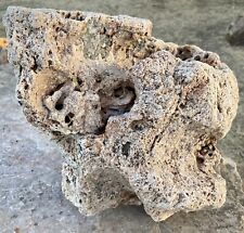 EXQUISITE* 20 Lb Fossil Coral Rock Great Shape/Color/Texture & Druzy Sparkle picture