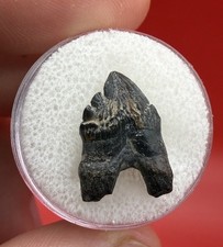 Ankylorhiza Cetacean Tooth Fossil - Museum Grade - Oligocene Aged Cetacean Tooth picture