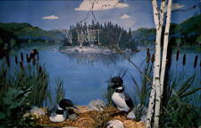Loons on Lakeshore CALL OF THE WILD MUSEUM Gaylord Michigan~ taxidermy postcard picture