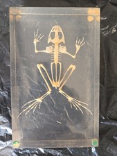 Vintage Ward's Natural Science Frog Skeleton Lucite Block Specimen Rana Pipiens picture