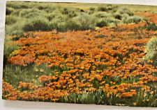 Postcard California Poppies California USA 1post marked 1964 picture