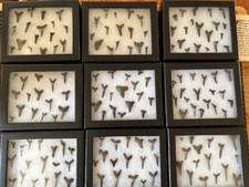 1 display case with at least  17 plus full shark teeth picture